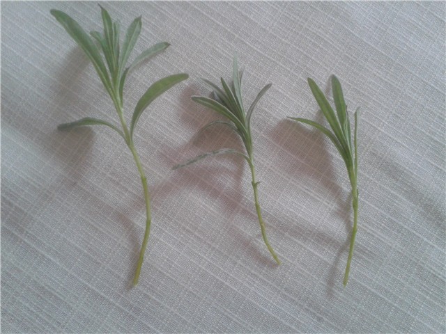 Lavanda